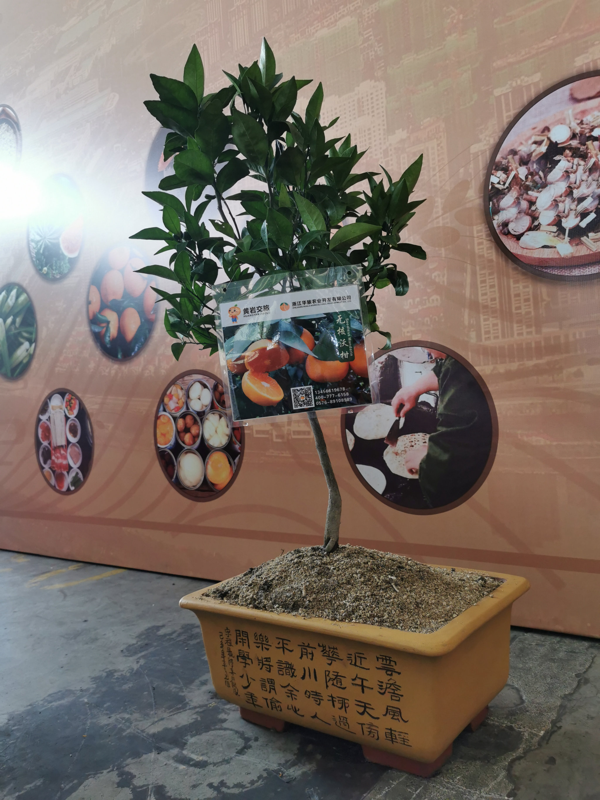 华旅一号（最新品种）