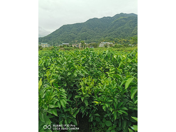 圣泉甘平桔苗